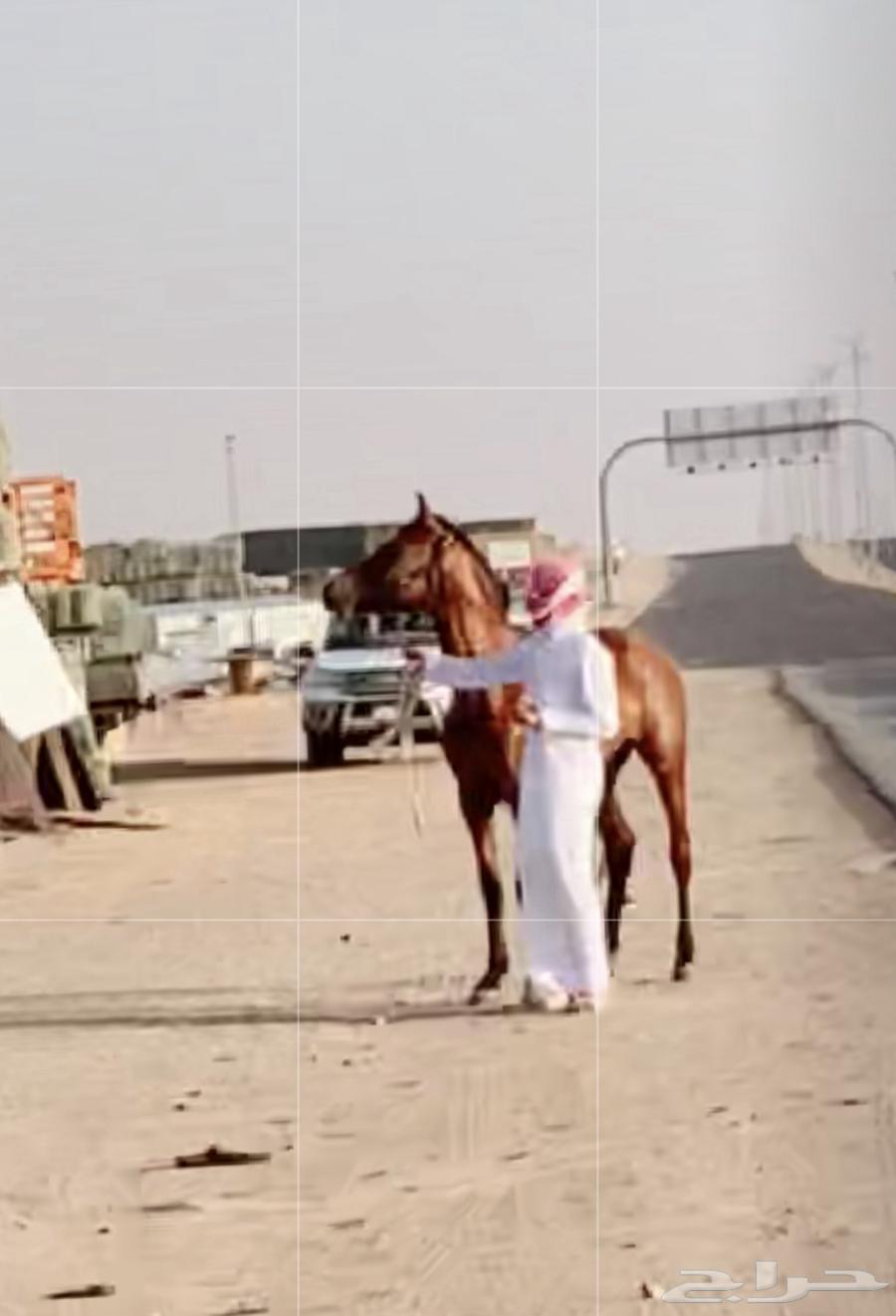 حصان شعبي شيخخ .63091115696514113