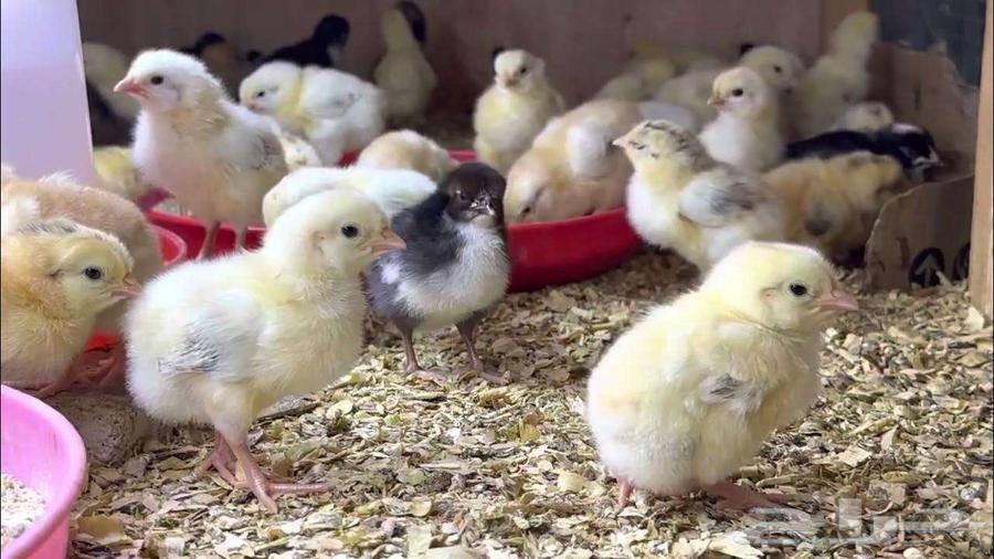 For sale: Fayoumi chicks630895886272031110