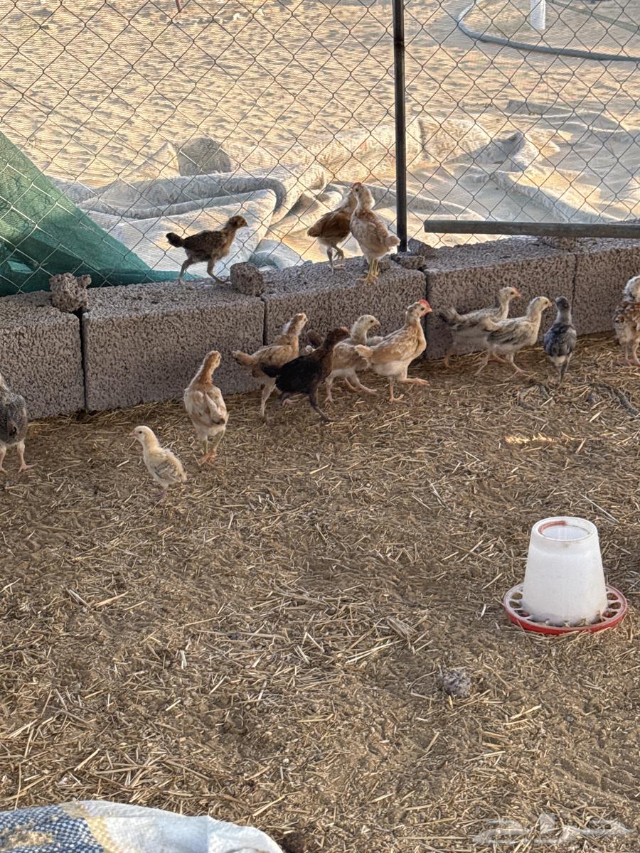 Incubated eggs and my local eggs for reservation630922972613131128