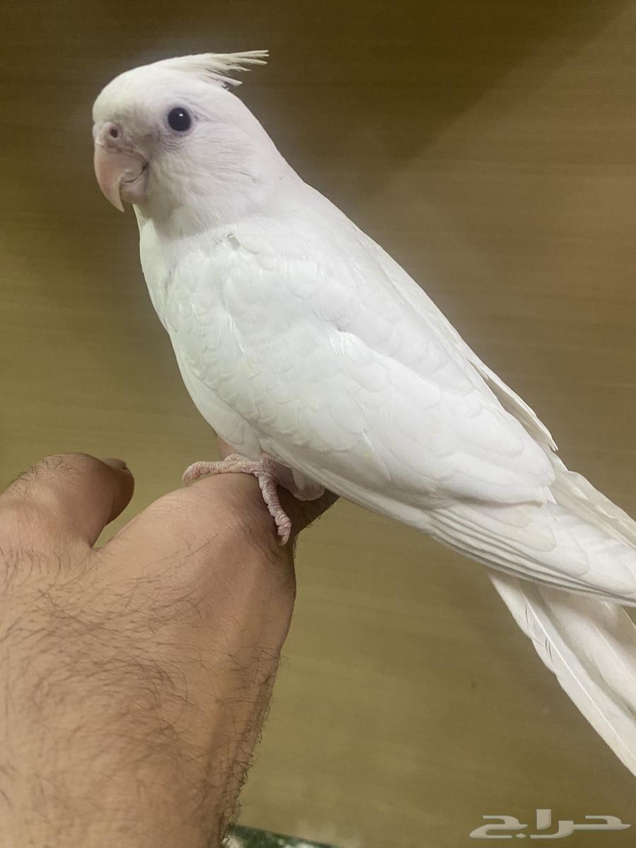 كروان هولندي الليف انثى63089923408387113