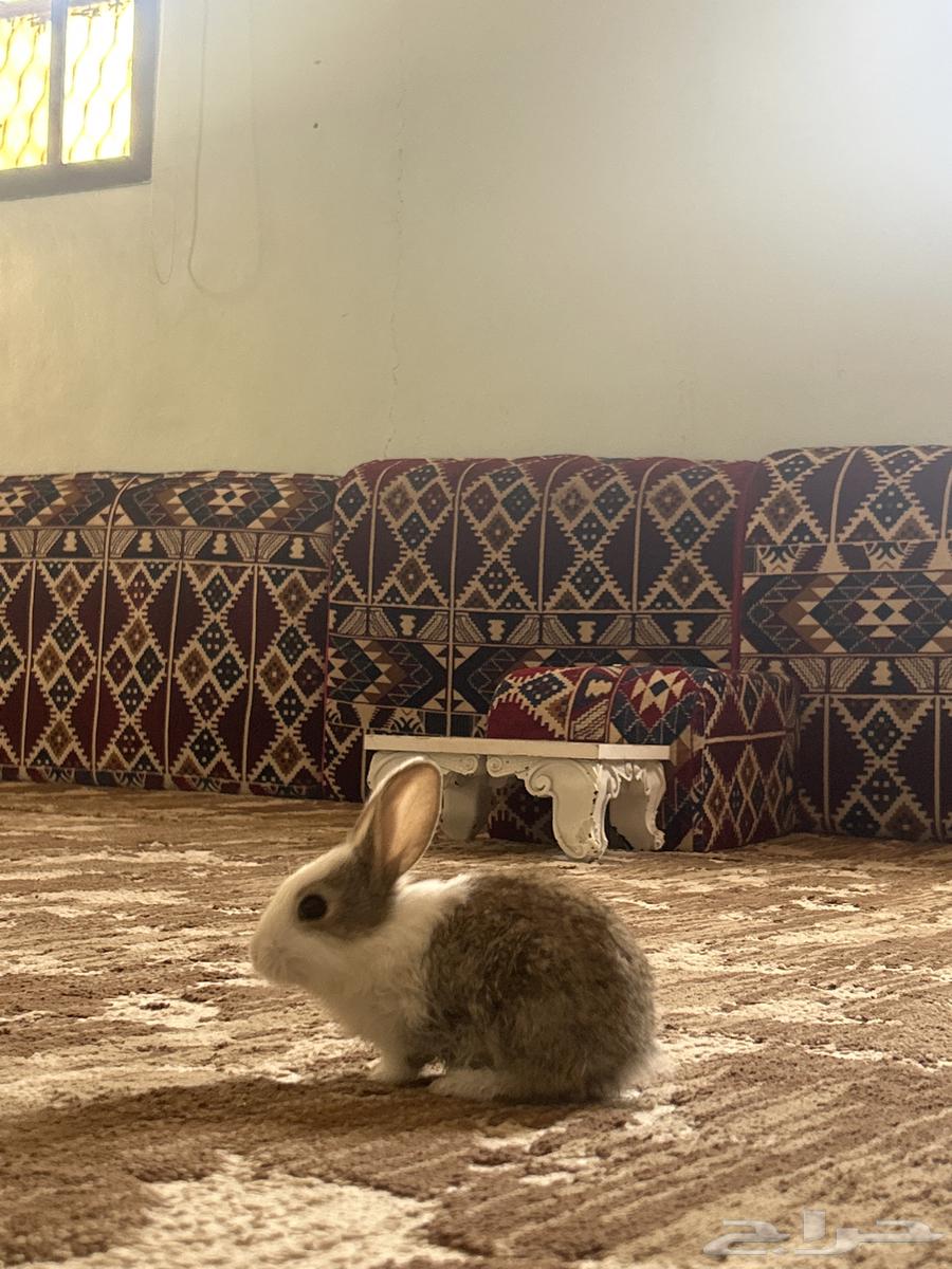 ارنب عمره 25 يوم النظافه شرط63475718315394110