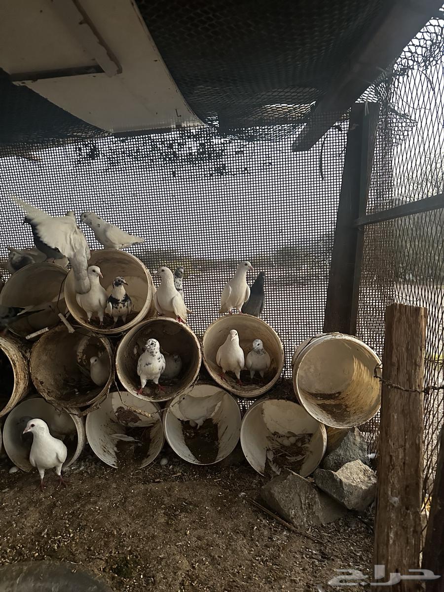 حمام مهجن للبيع63091134581250113