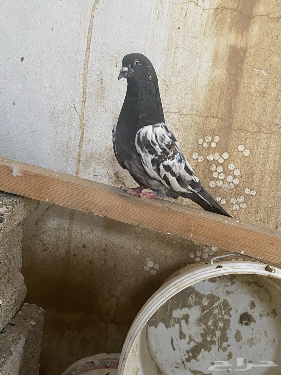 ذكر حمام63091149465985115