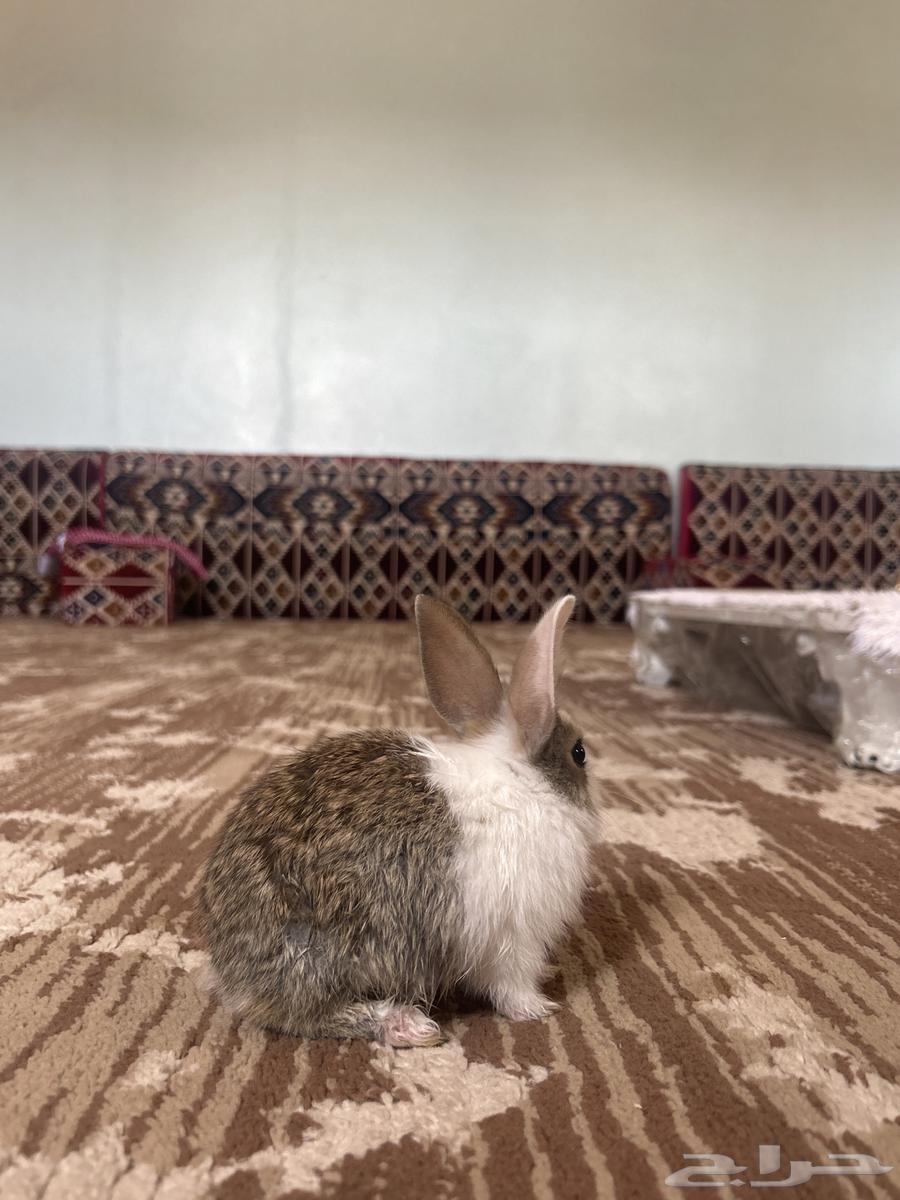 ارنب عمره 25 يوم النظافه شرط63475718315394111