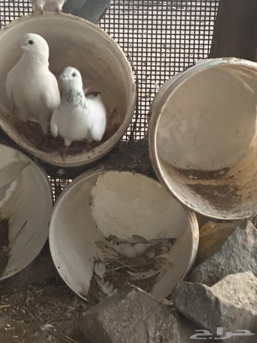حمام مهجن للبيع630911345812501127
