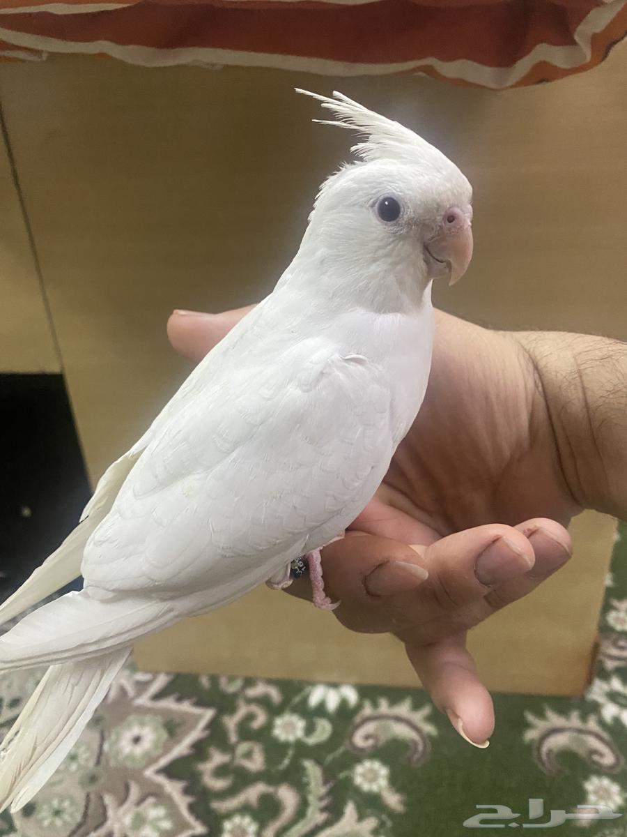 كروان هولندي الليف انثى630899234083871119