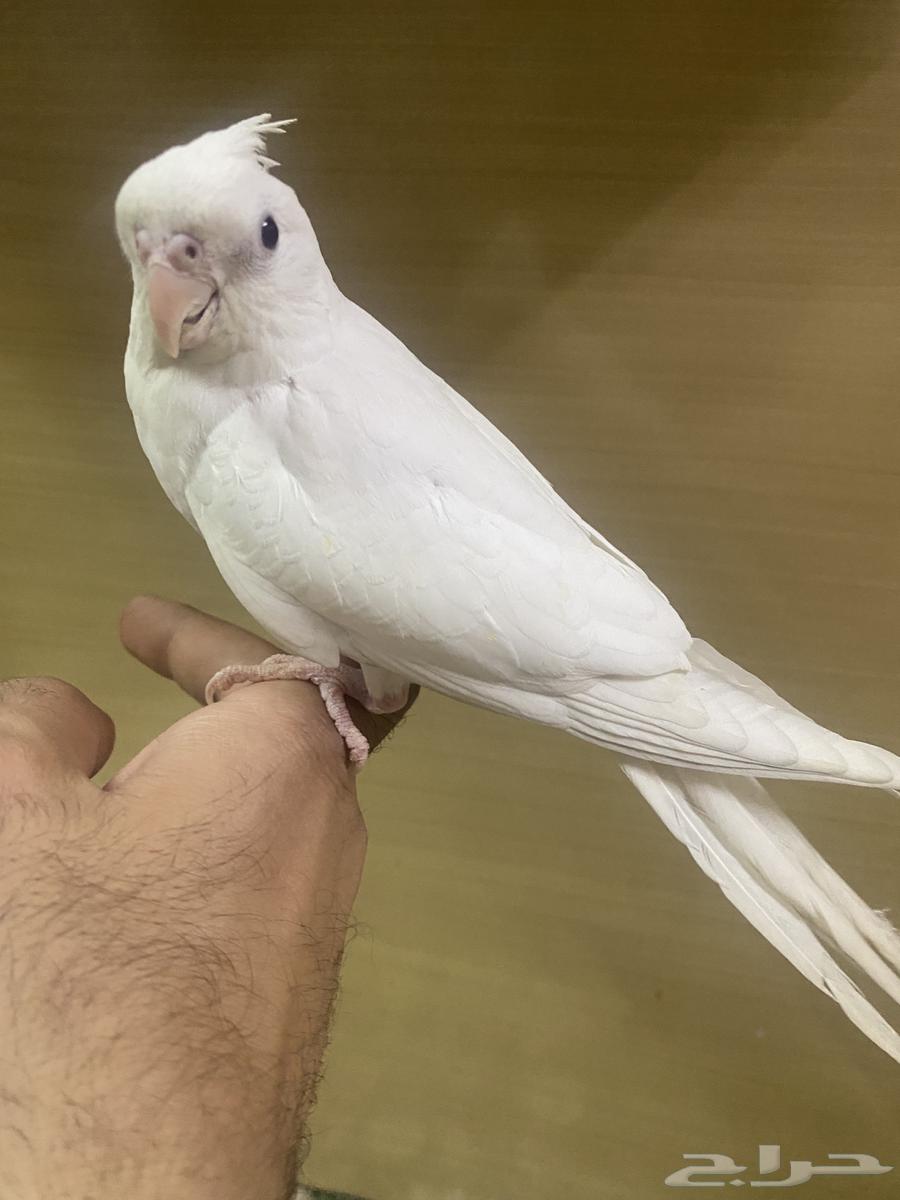 كروان هولندي الليف انثى63089923408387114