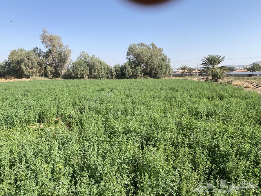 قضب برسيم 6 شرايع63091125096323113
