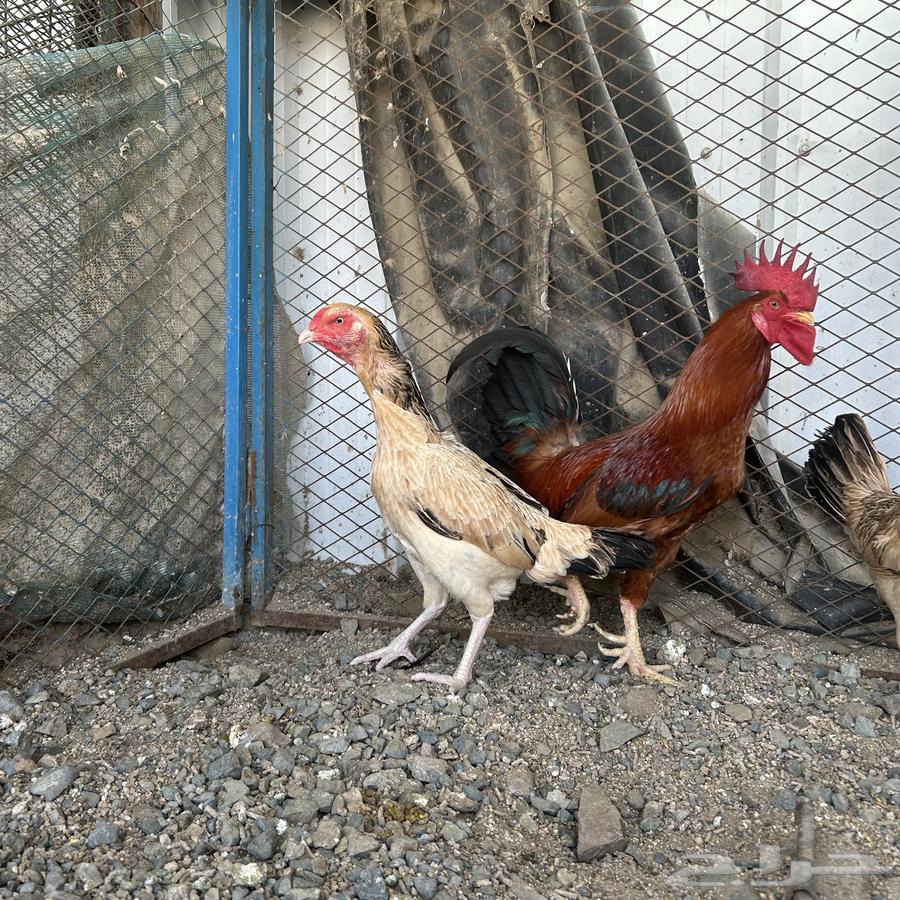 دجاج للبيع63091543391875112