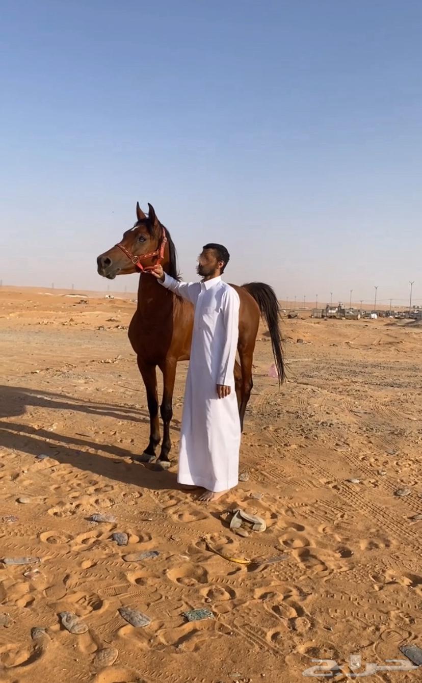 حصان شعبي شيخخ .63091115696514111
