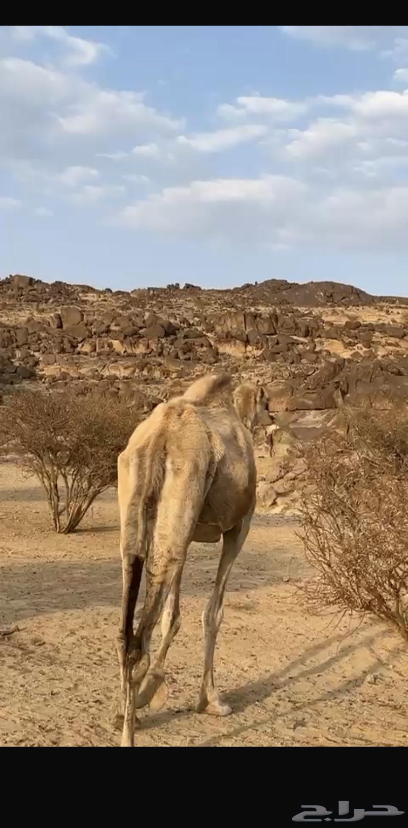 للبيع فطر63089572899842111