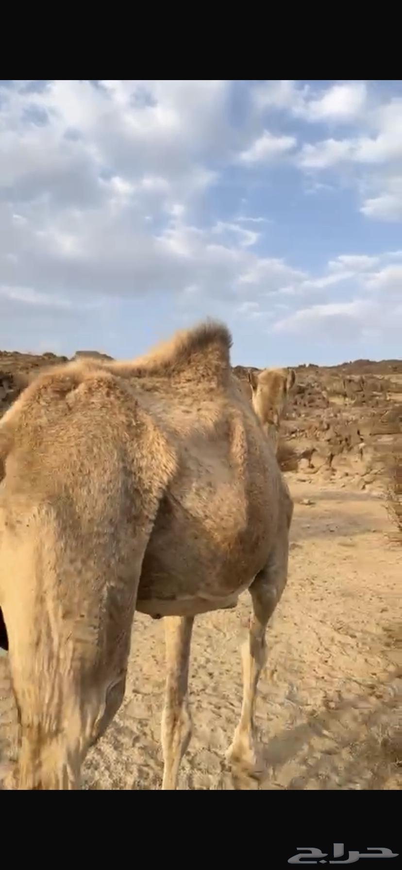 للبيع فطر63089572899842110