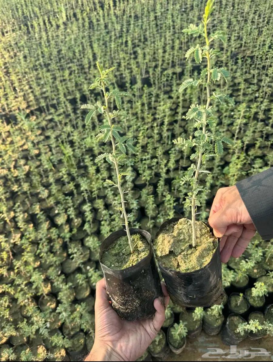 طلح نجدي63474679219201111