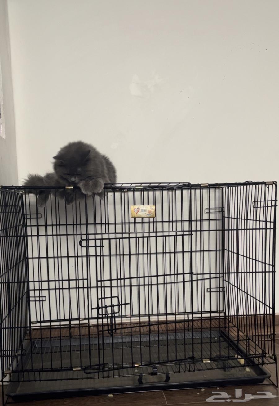 Cat cage for sale63089578010883117