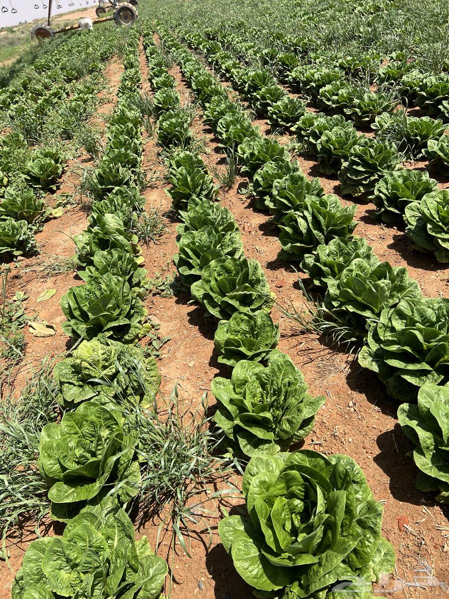 My cabbage63087151195009111