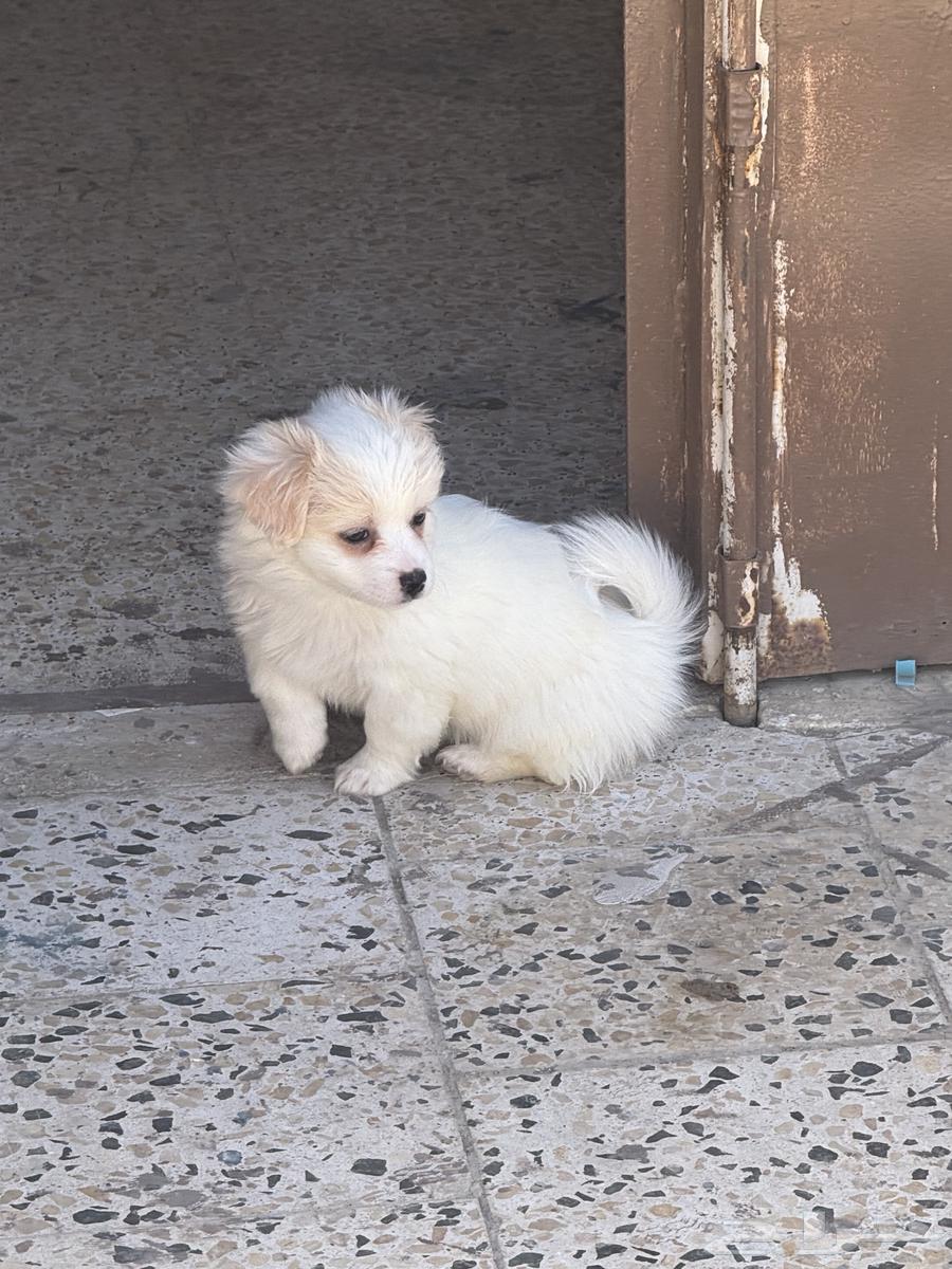 Female dog for sale631687344354581113