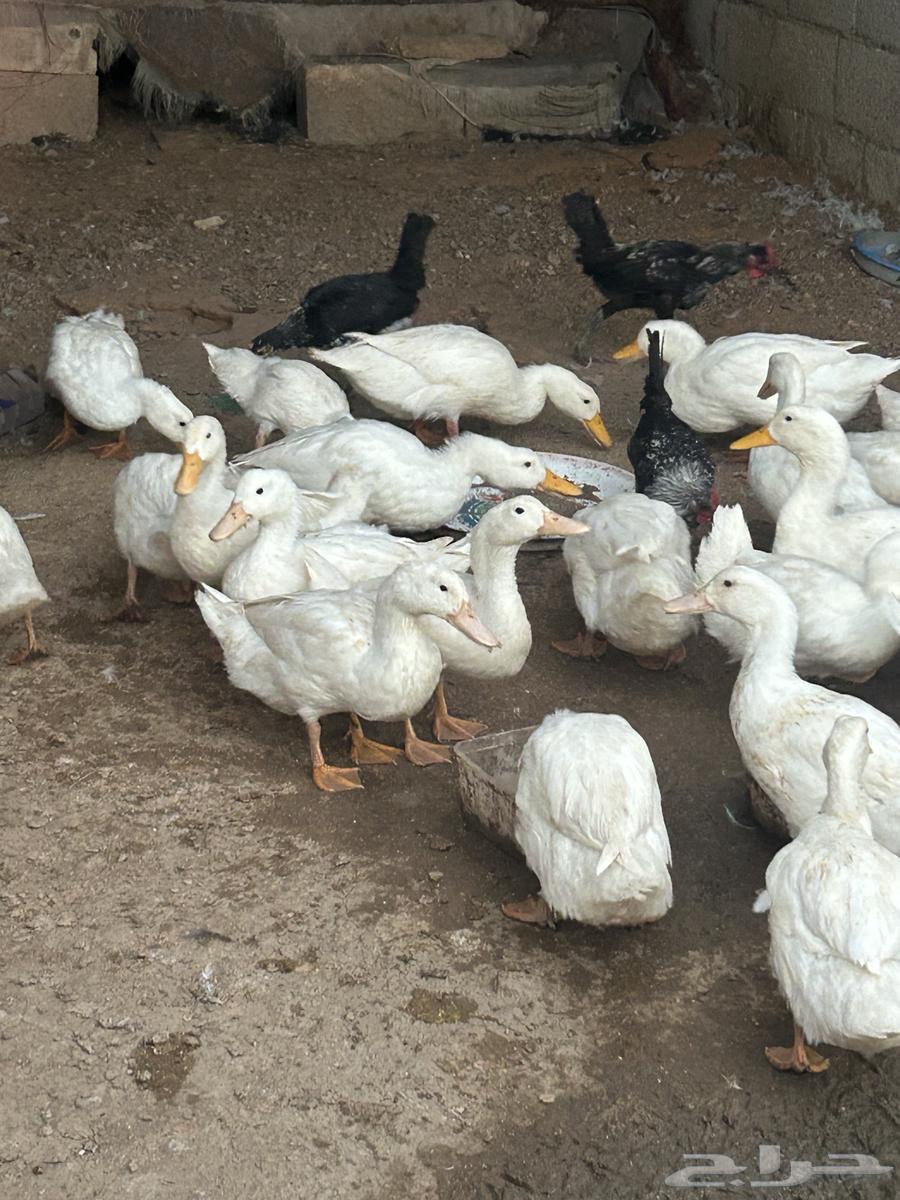 بط بكيني وديكة للبيع63087986486658111