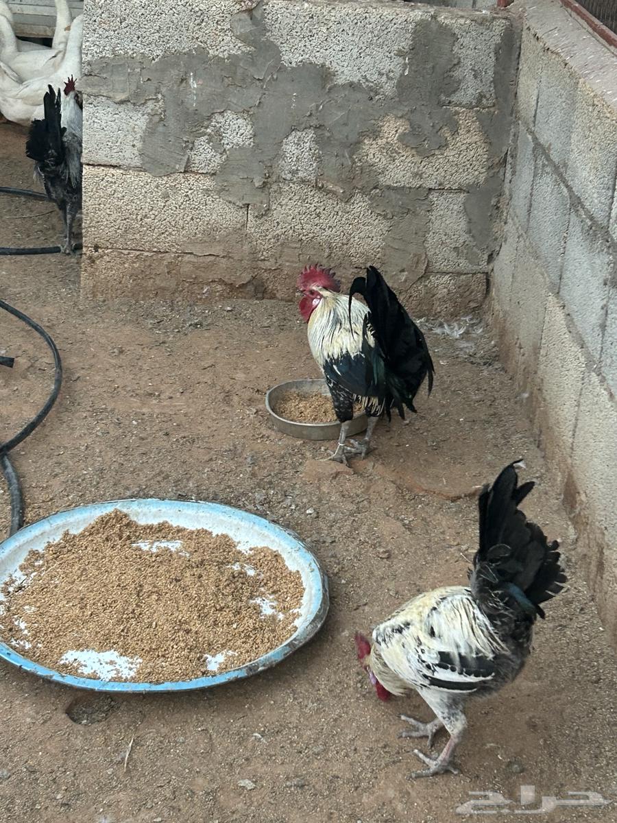 بط بكيني وديكة للبيع63087986486658114