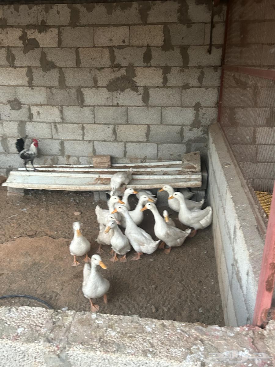 بط بكيني وديكة للبيع63087986486658113