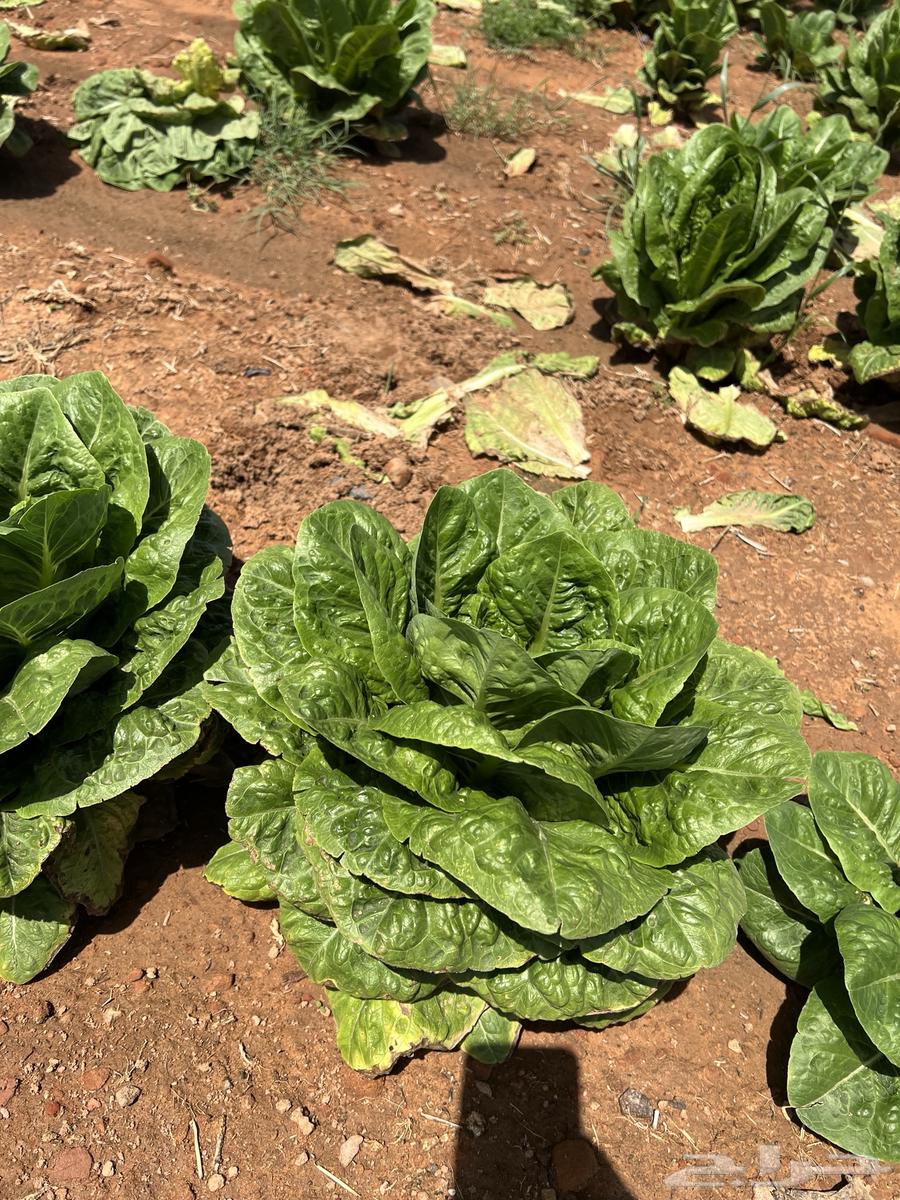 My cabbage63087151195009110