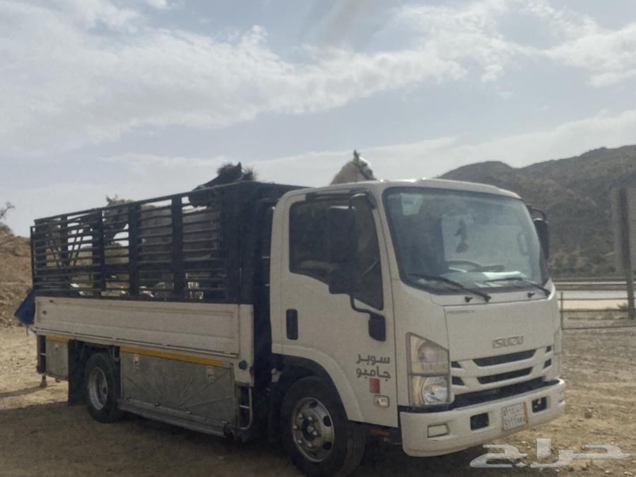 دينا دينه محايل عفش غنم ابل بقر خيل طابق سقايل ابها الخميس63017351225474111