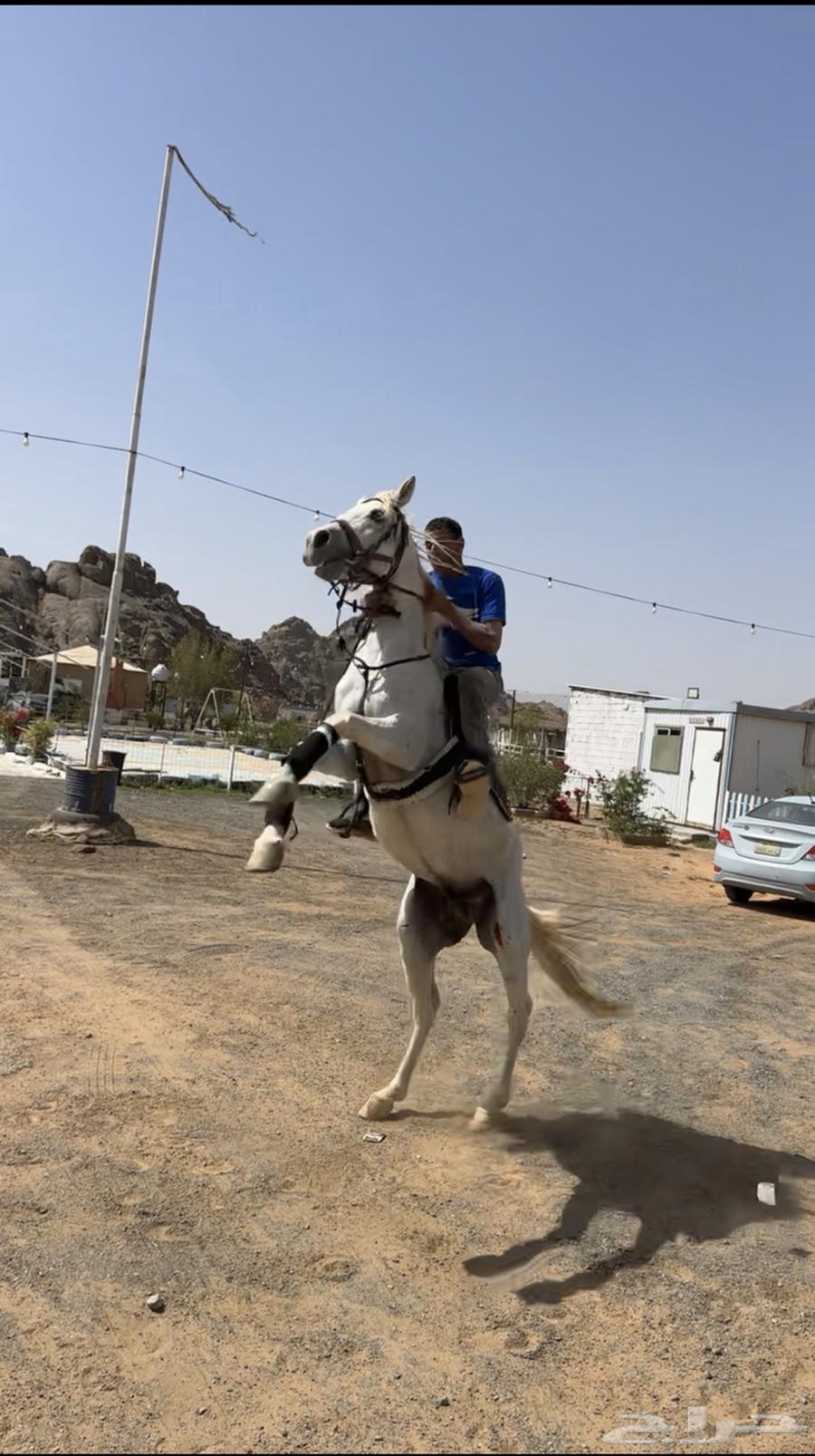 Popular horse for sale63085551609347111