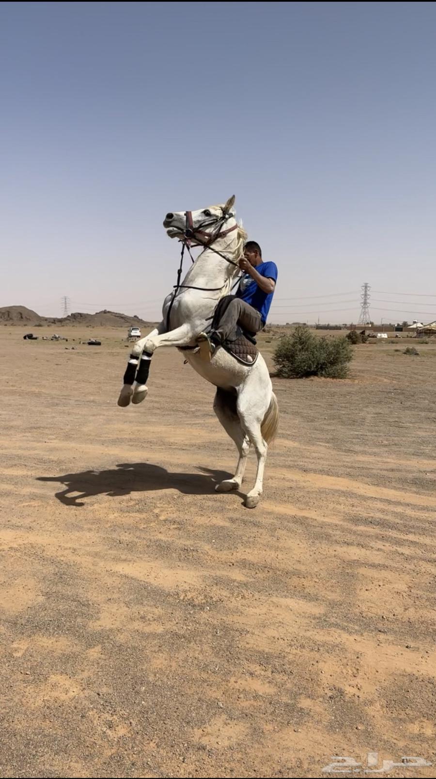 Popular horse for sale63085551609347112
