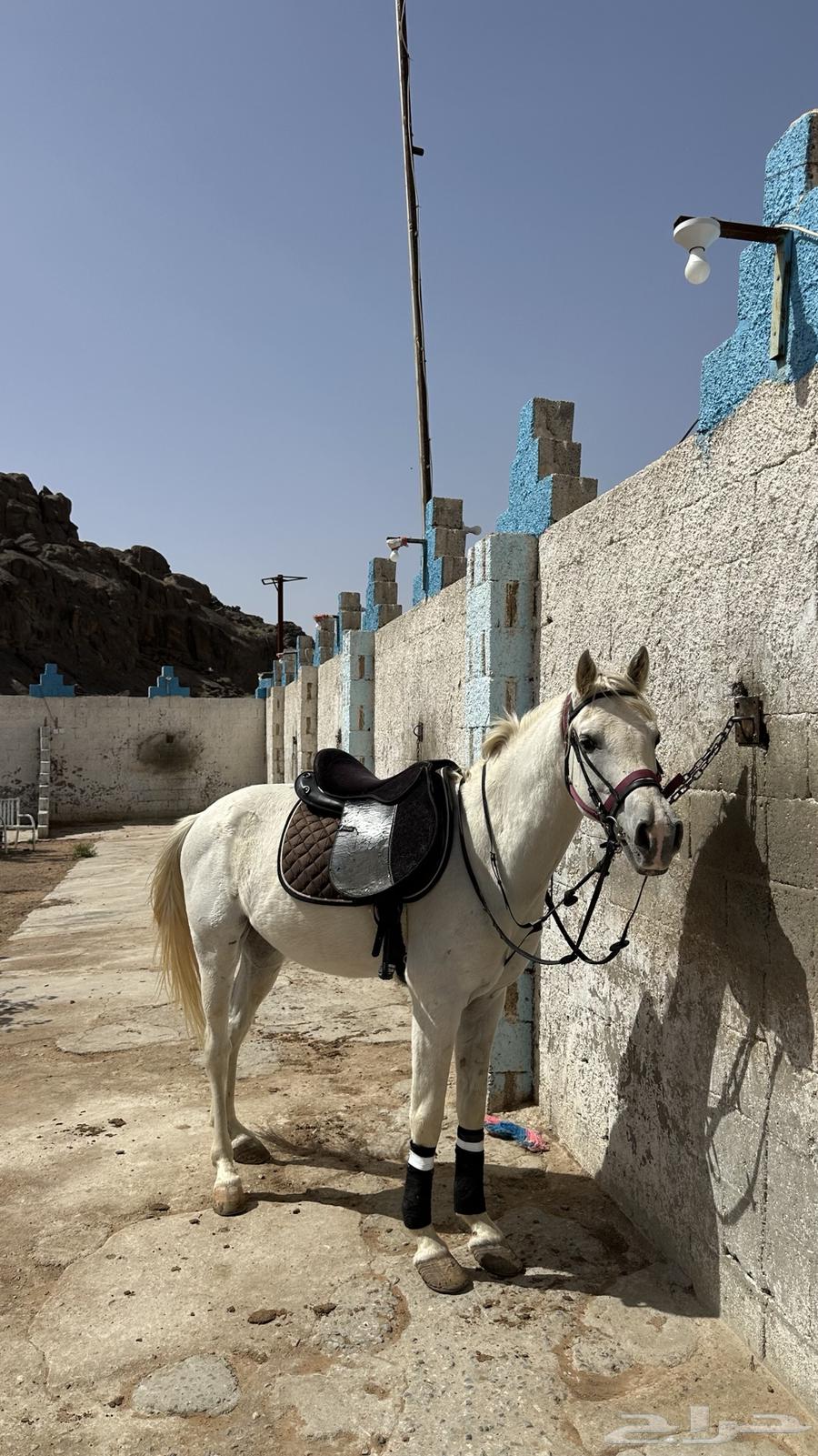 Popular horse for sale63085551609347114