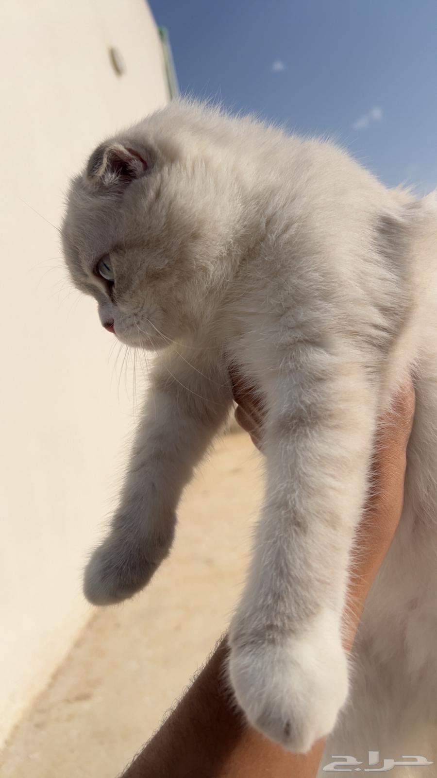للبيع ذكر سكوتش فولد63084306687490112