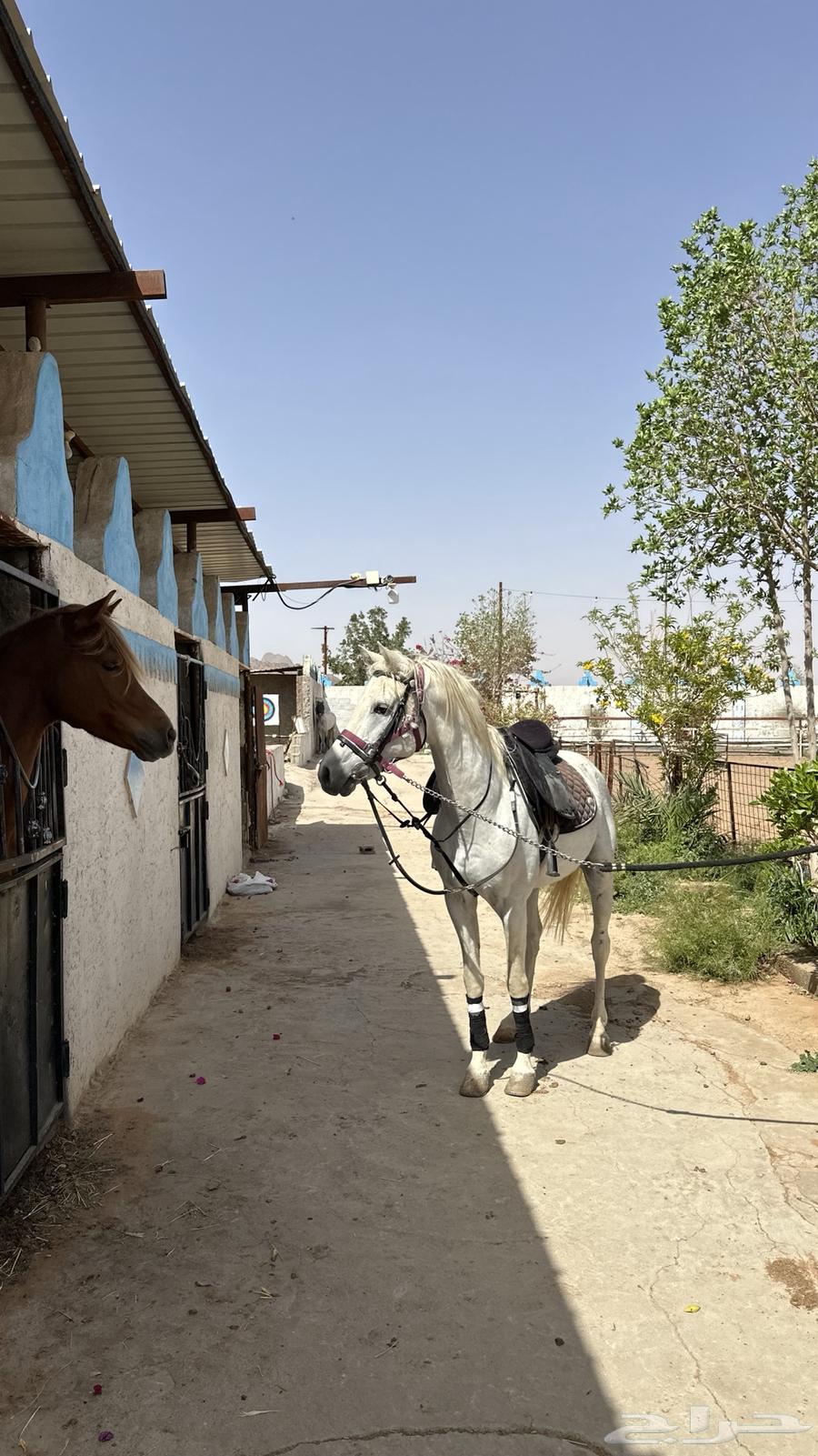 Popular horse for sale63085551609347113