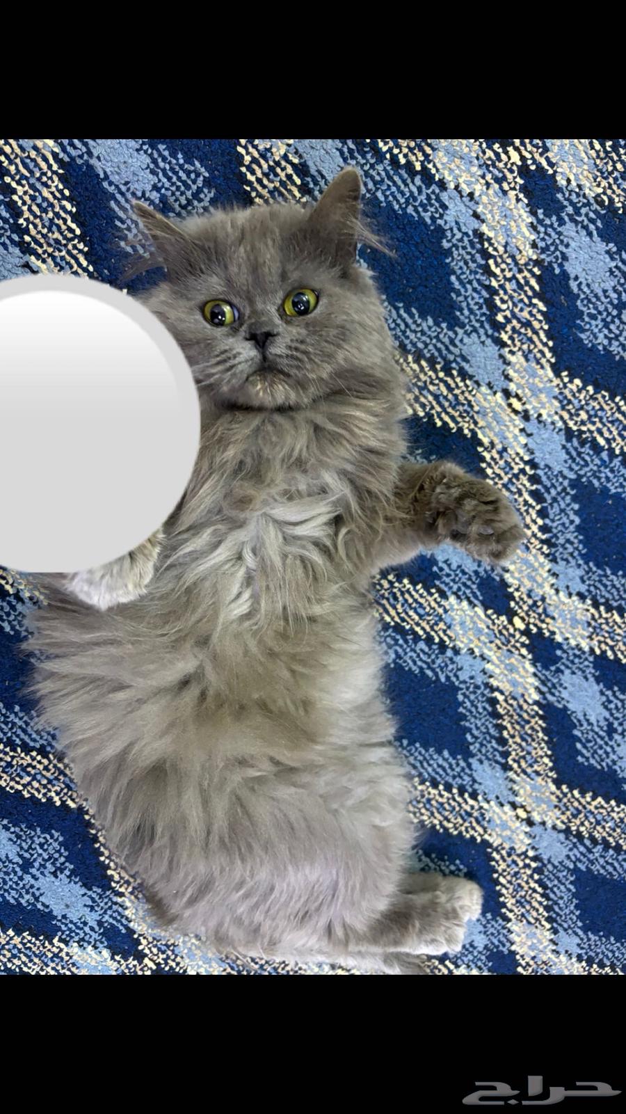 I am lost63085591324801110