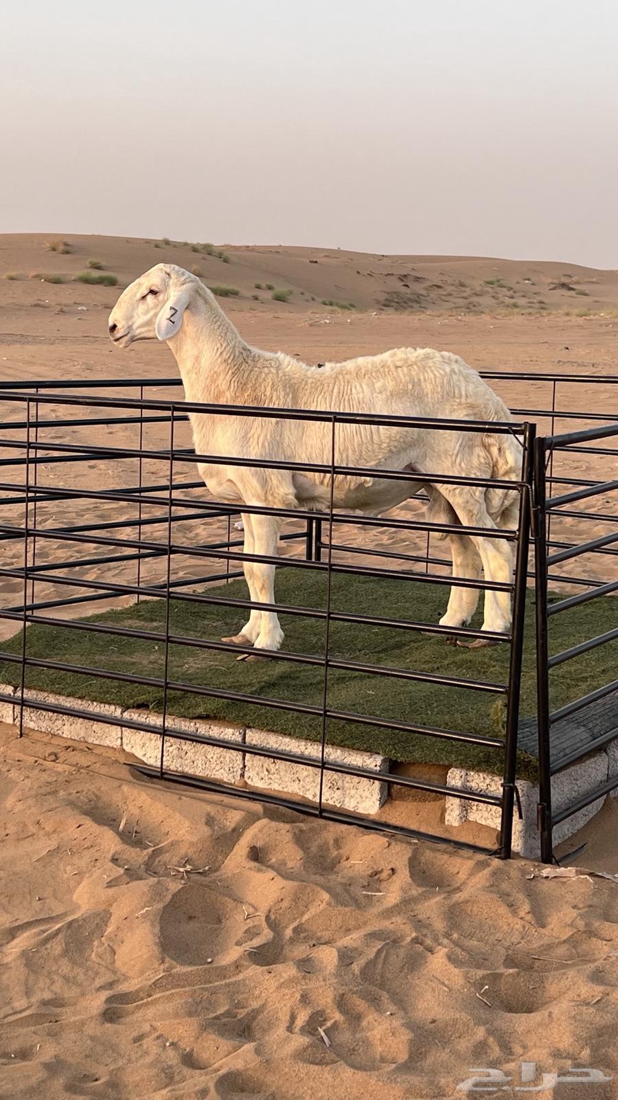 Project Fahl Variety Sold63084730962691112