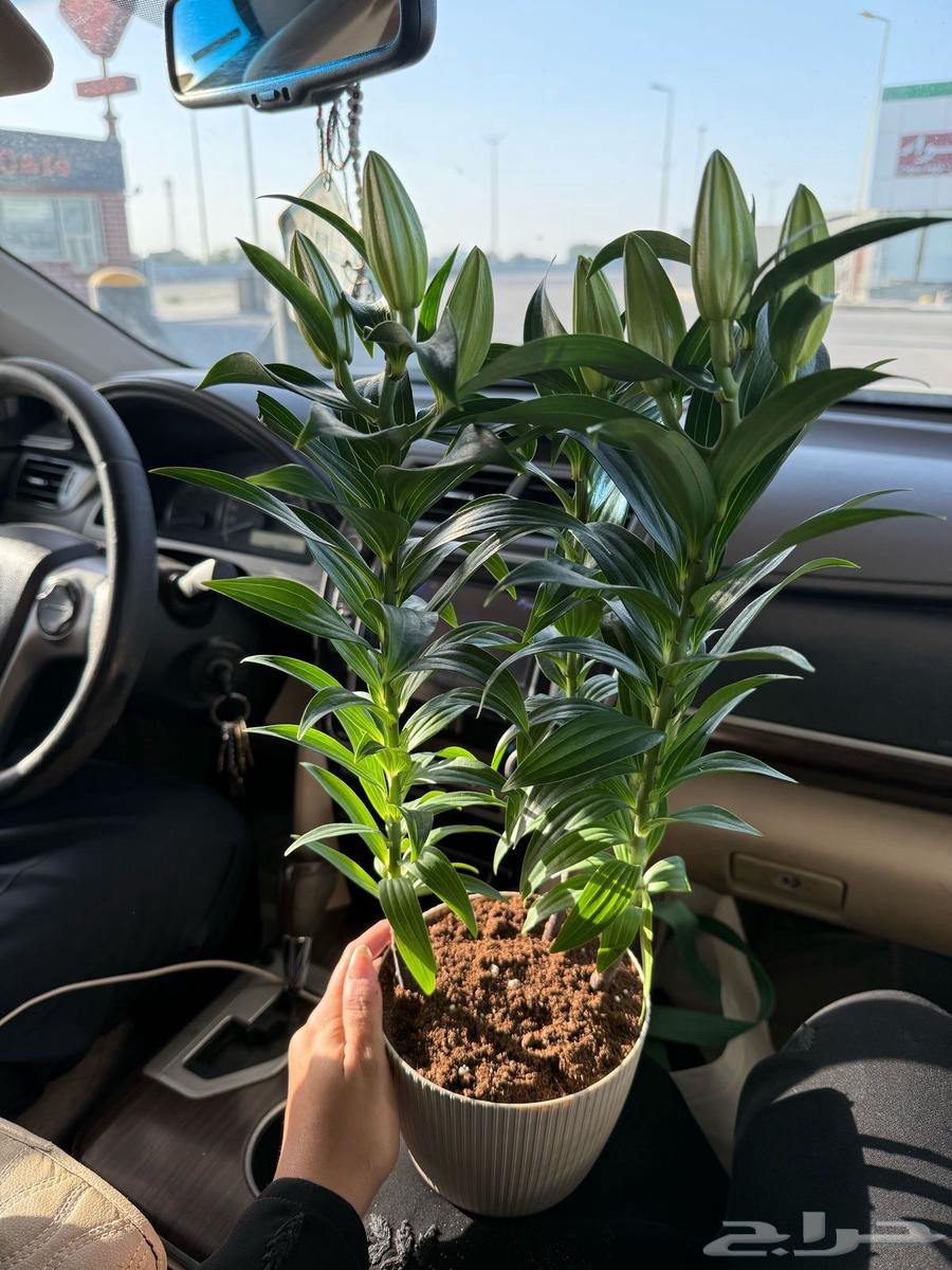 Indoor plant jasmine and night-blooming cereus63085576223233112