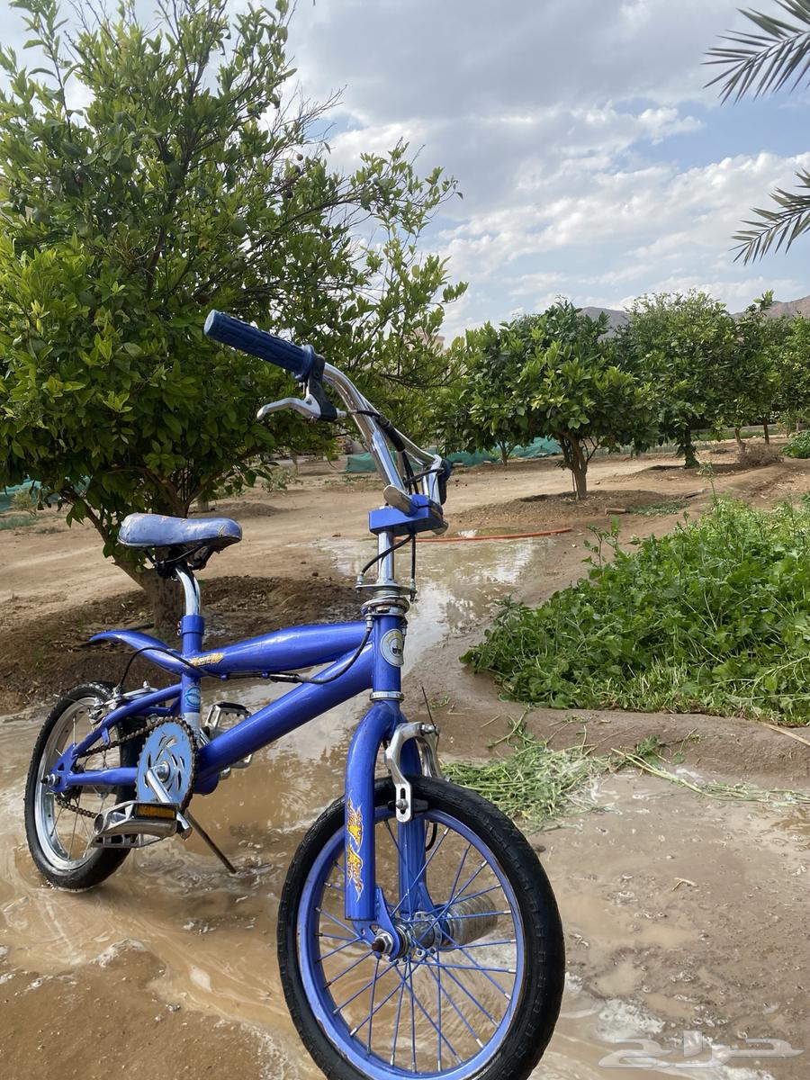 Cobra bicycle63085145771393111
