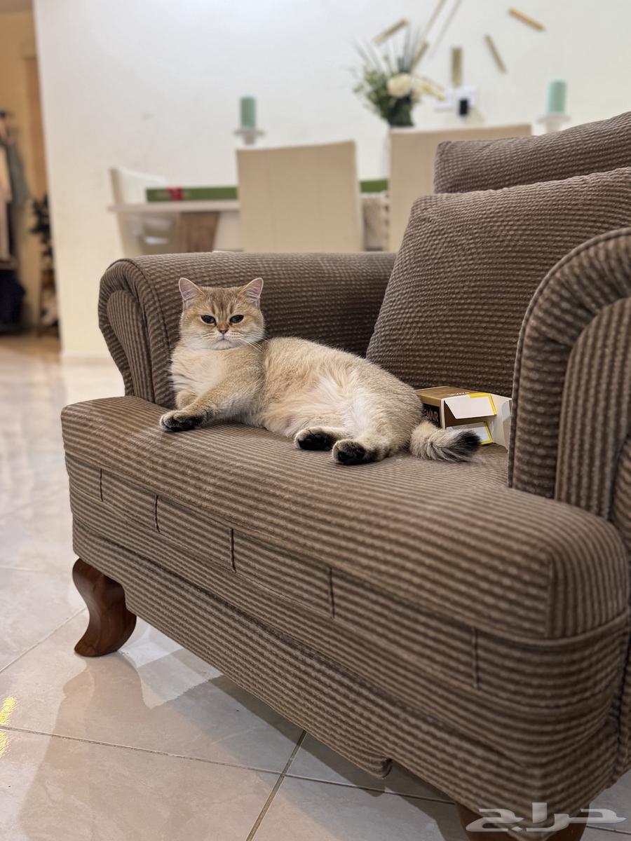 قطه سكوتش مسجله63084301940098112