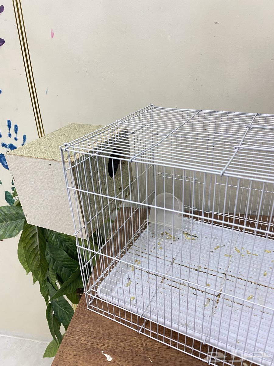 Cage63085963508481111