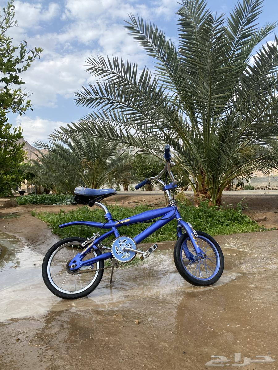 Cobra bicycle63085145771393115