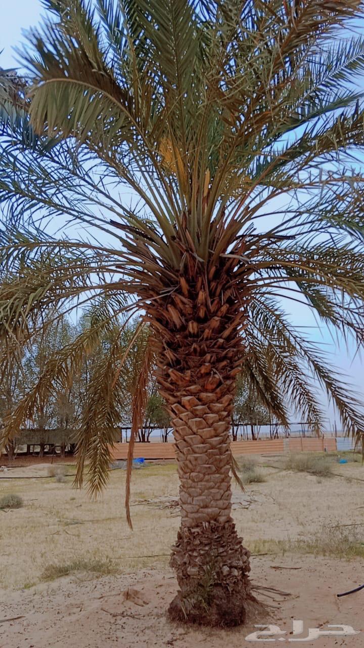Date palms for sale63085561082241111