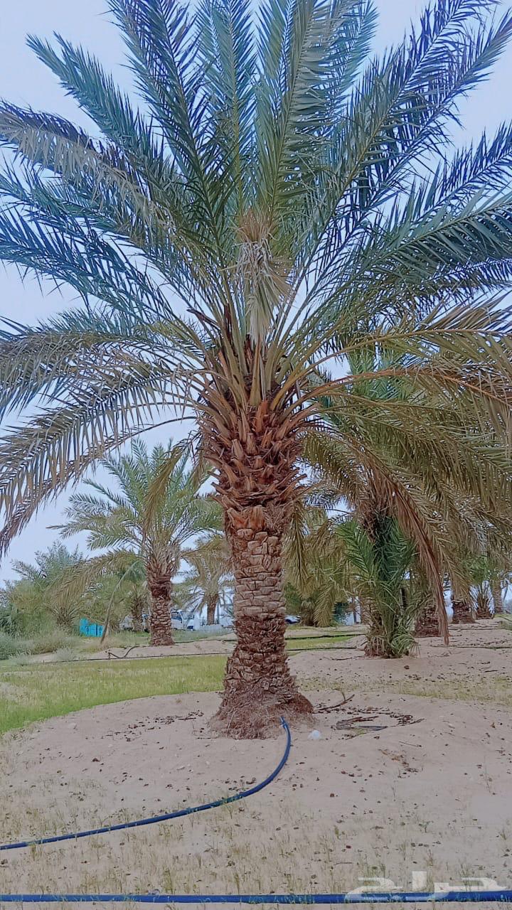 Date palms for sale63085561082241112
