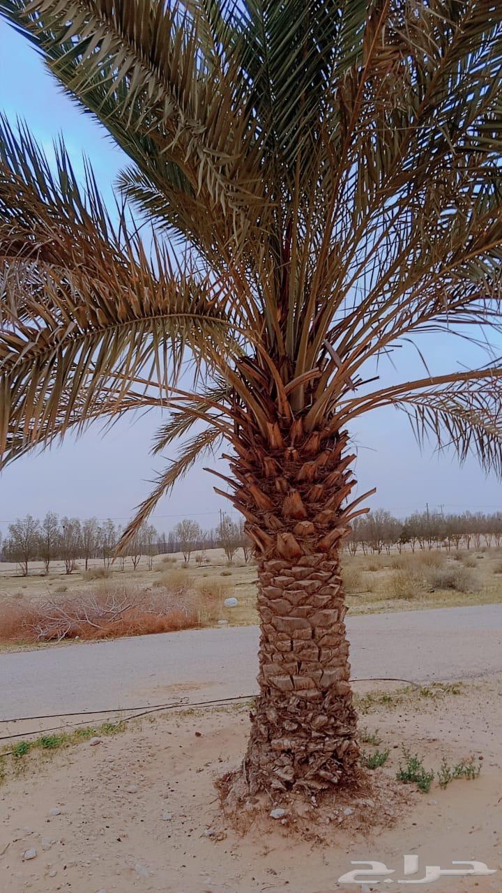 Date palms for sale630855610822411112