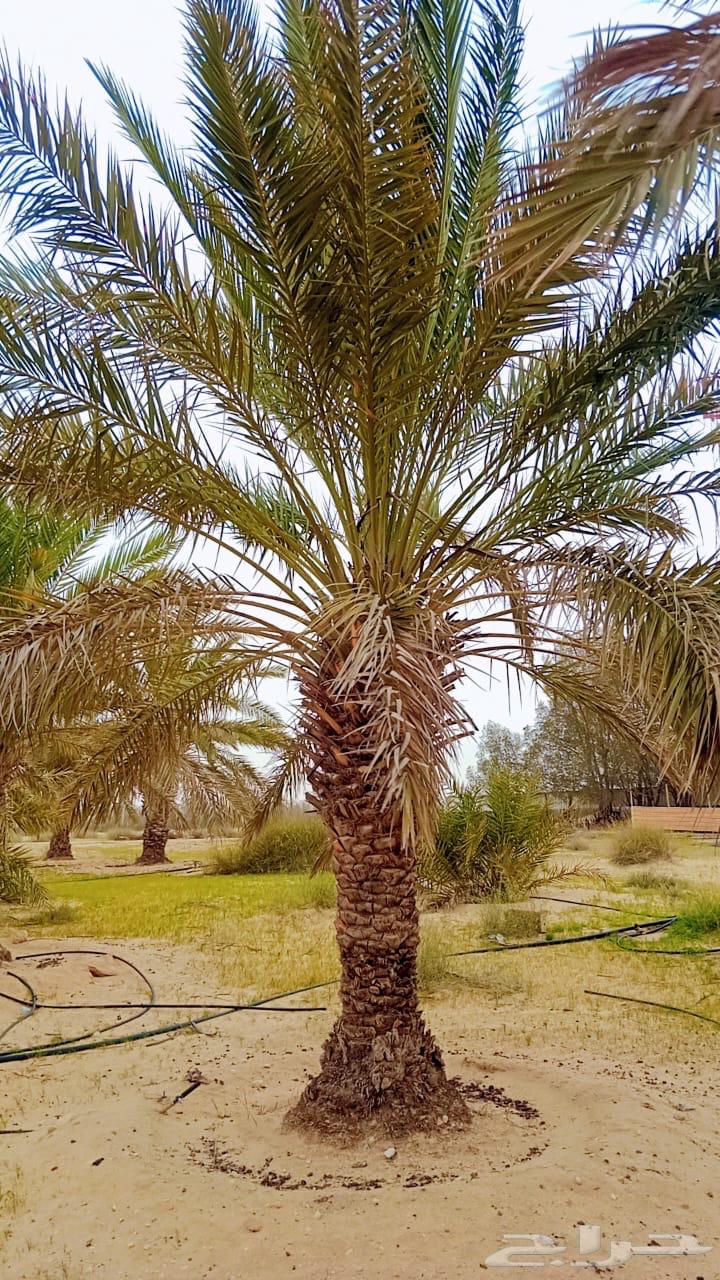 Date palms for sale63085561082241113