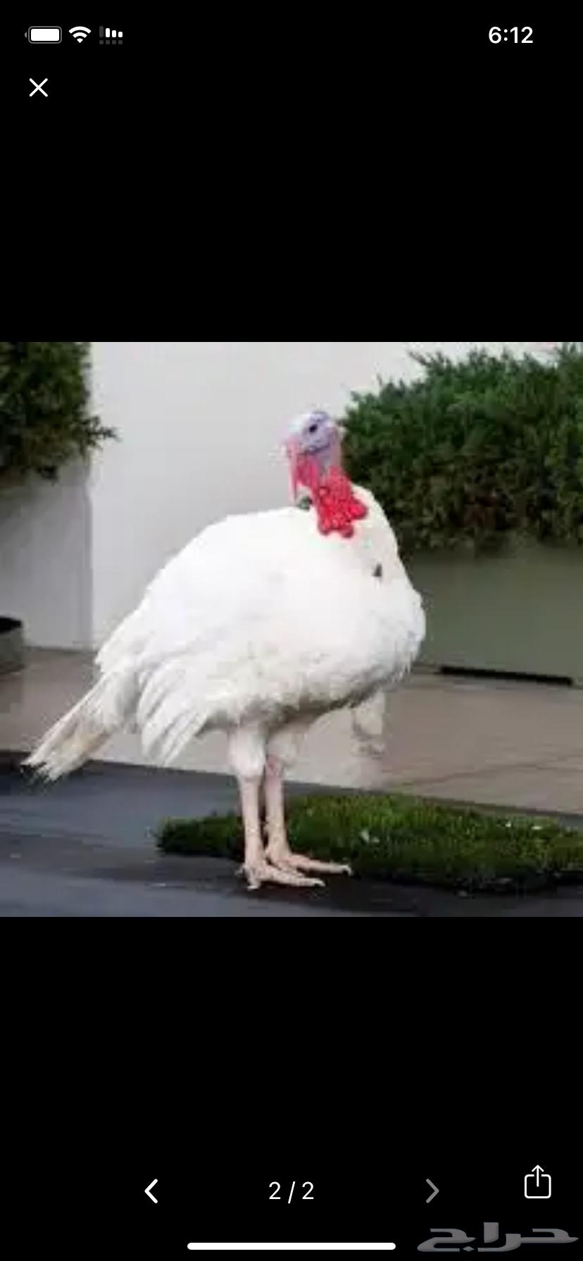 Turkey chicken63085151022723111