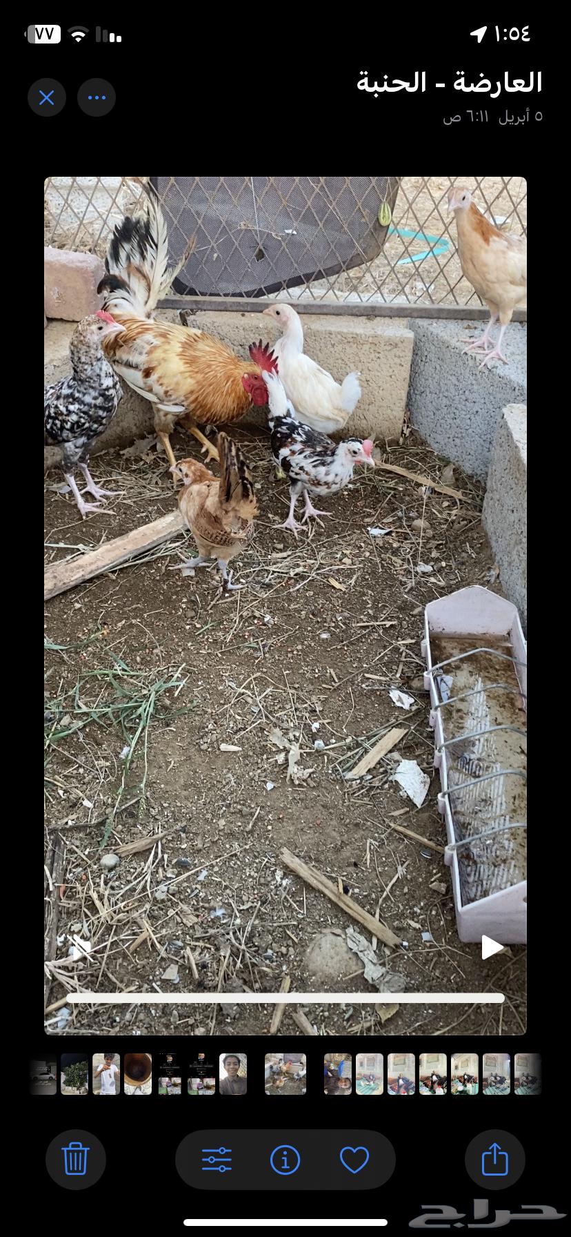 ديك وفروخ للبيع بلدي63085571425922111
