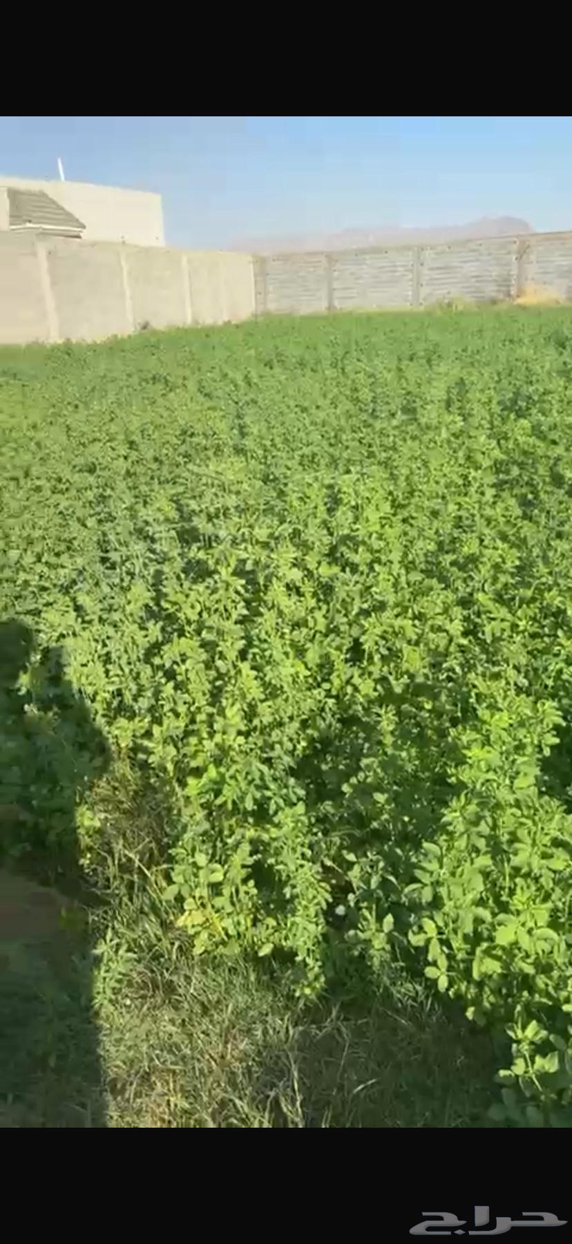 قضب برسيم علف للبيع63086828853122118