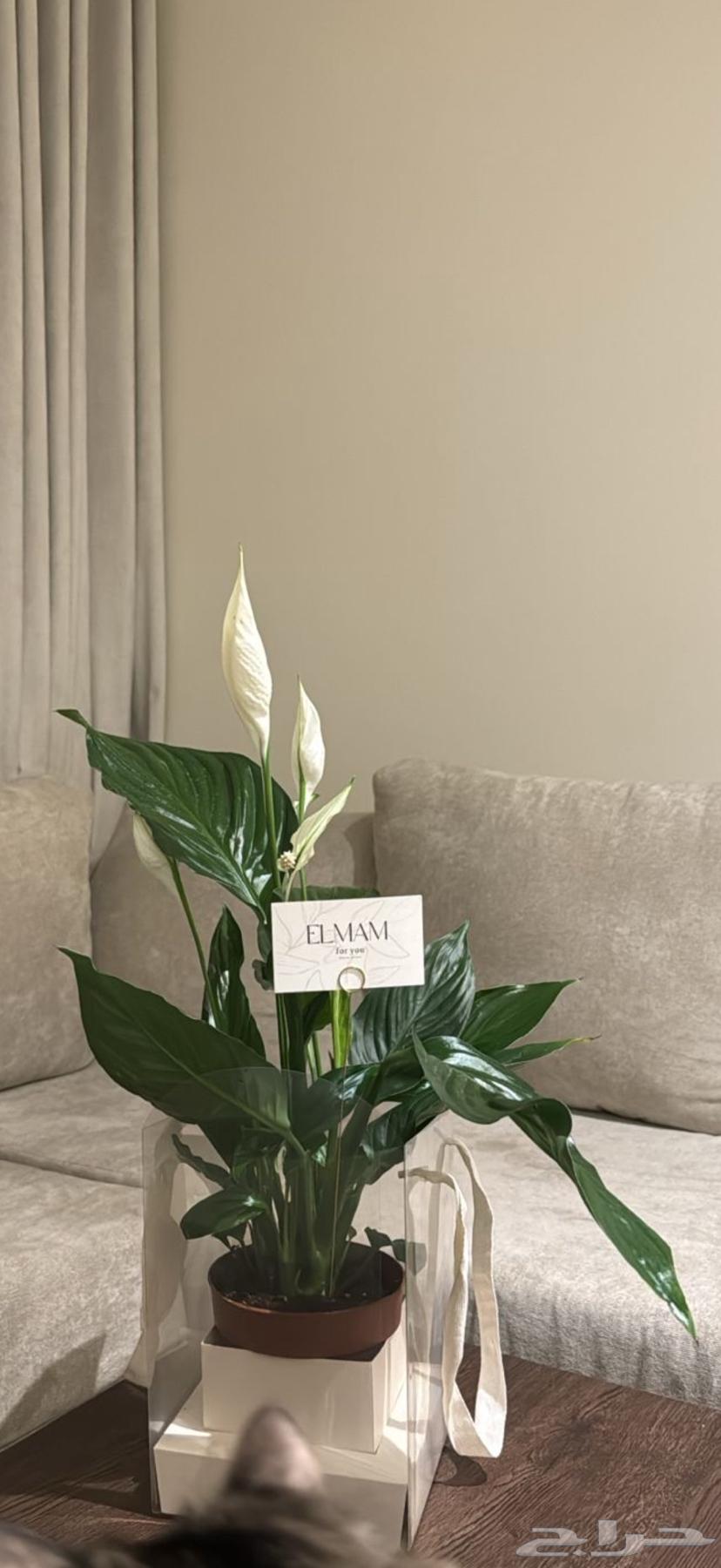 Indoor plant jasmine and night-blooming cereus630855762232331111