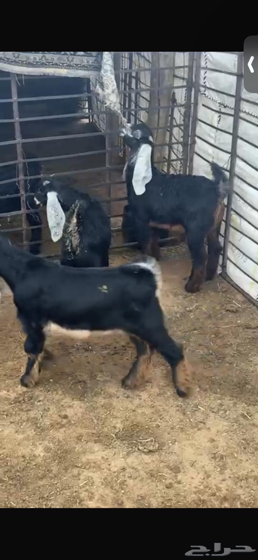 For sale: 11 very nice and closed fat ewes, three months and a week old.63085993766659114