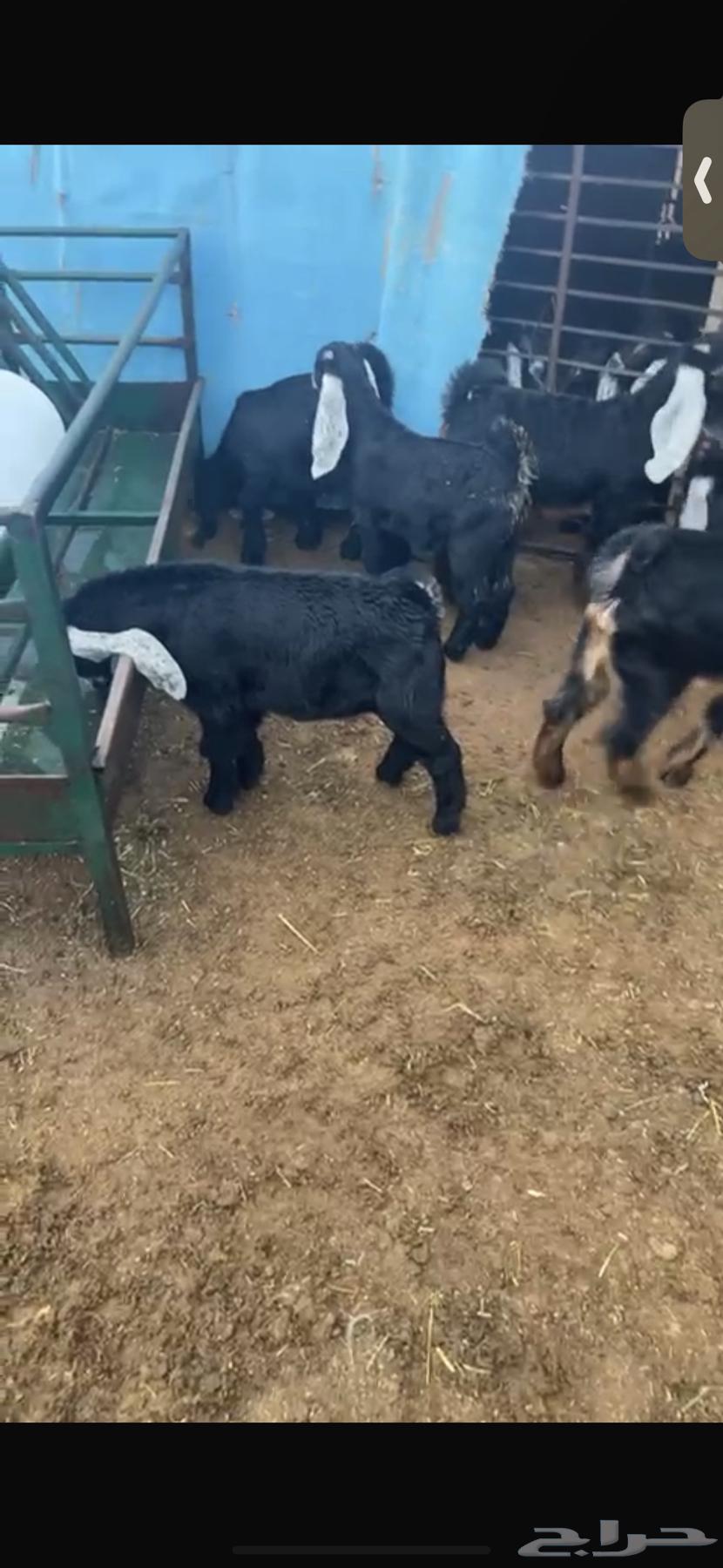 For sale: 11 very nice and closed fat ewes, three months and a week old.63085993766659110