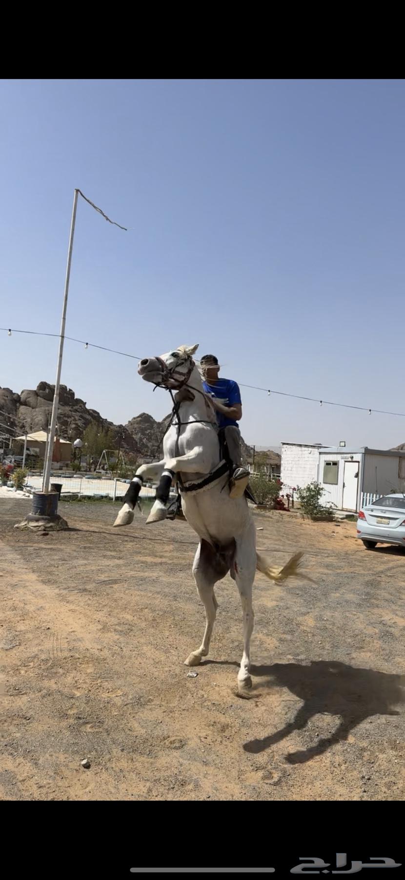 Popular horse for sale630855516093471110