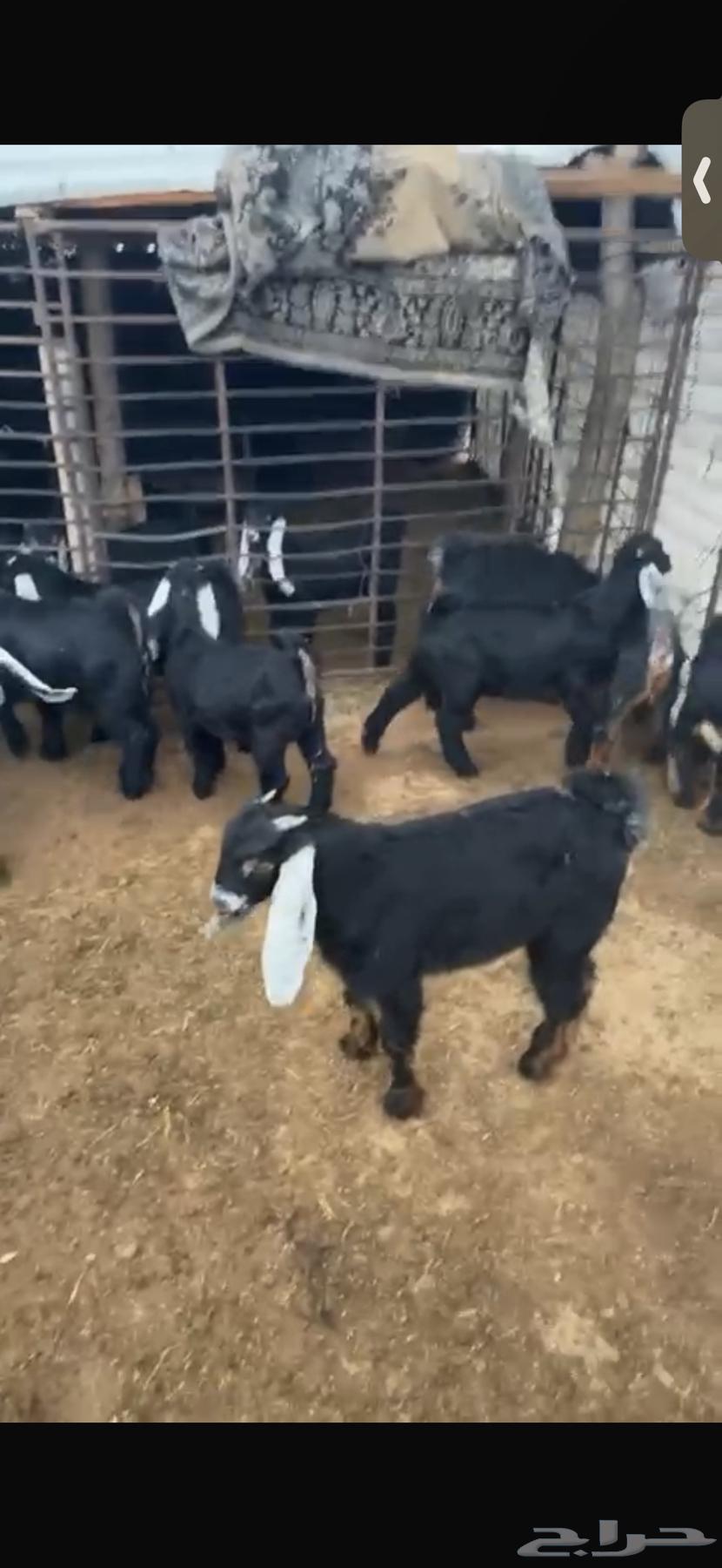 For sale: 11 excellent male goats, three months old, healthy and with closed fat tails.63085575894401111