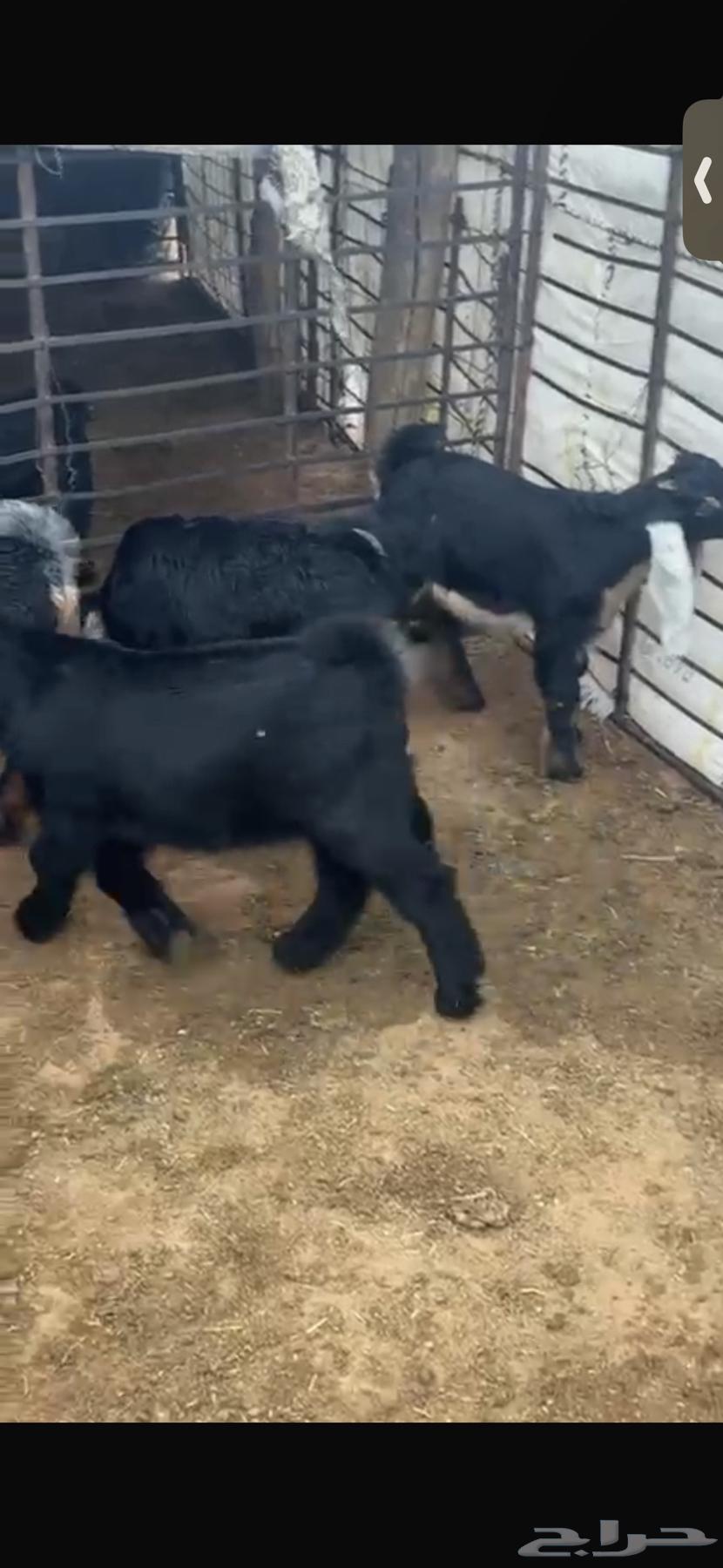 For sale: 11 excellent male goats, three months old, healthy and with closed fat tails.63085575894401114
